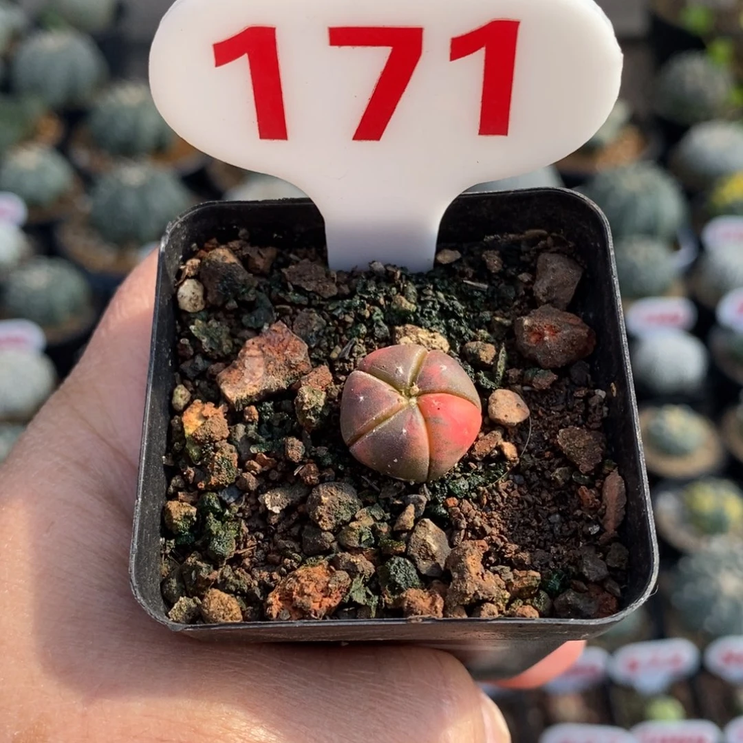 717小五愣红兜锦福利