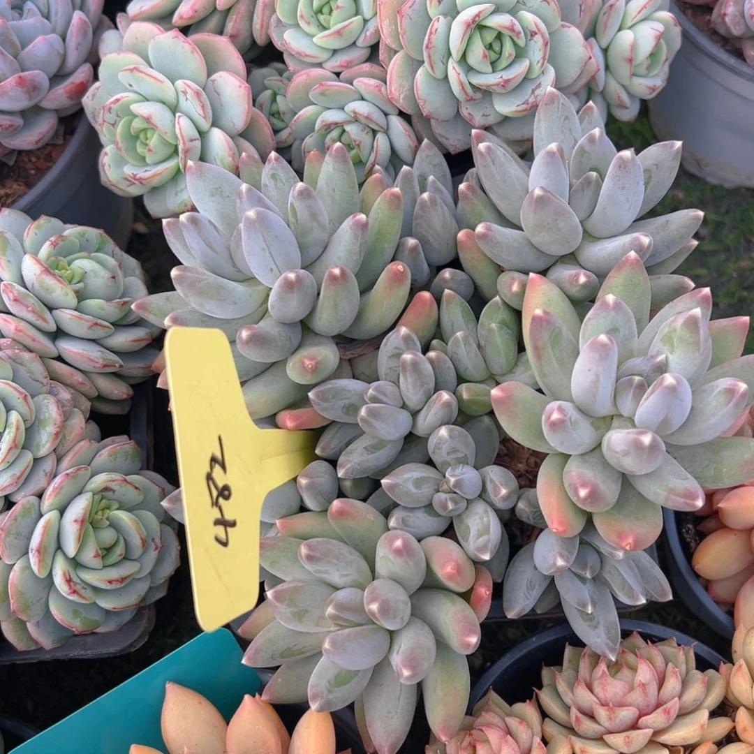 福利来啦打榜啦打