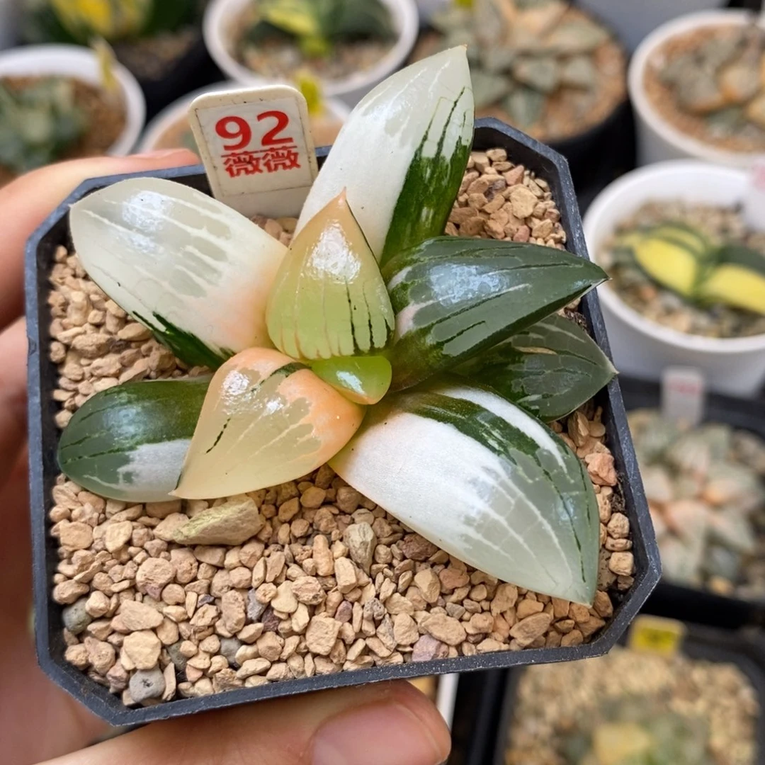 92阿房宫寿多肉植物