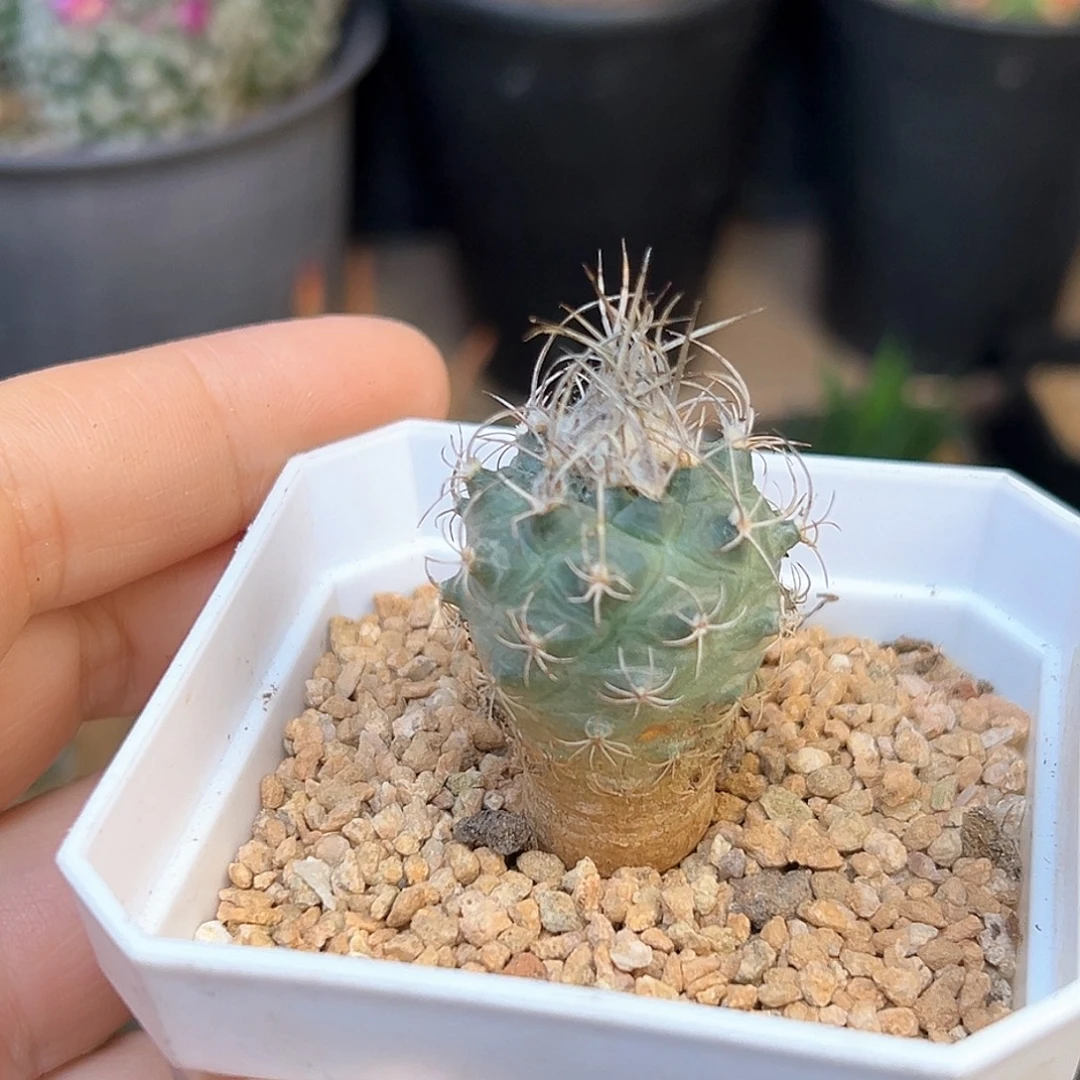 狂刺娇丽实生一颗