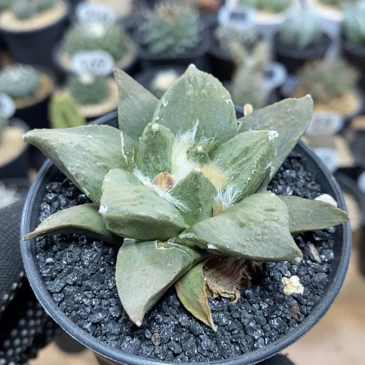 实生哥斯拉x岩牡丹226号7cm