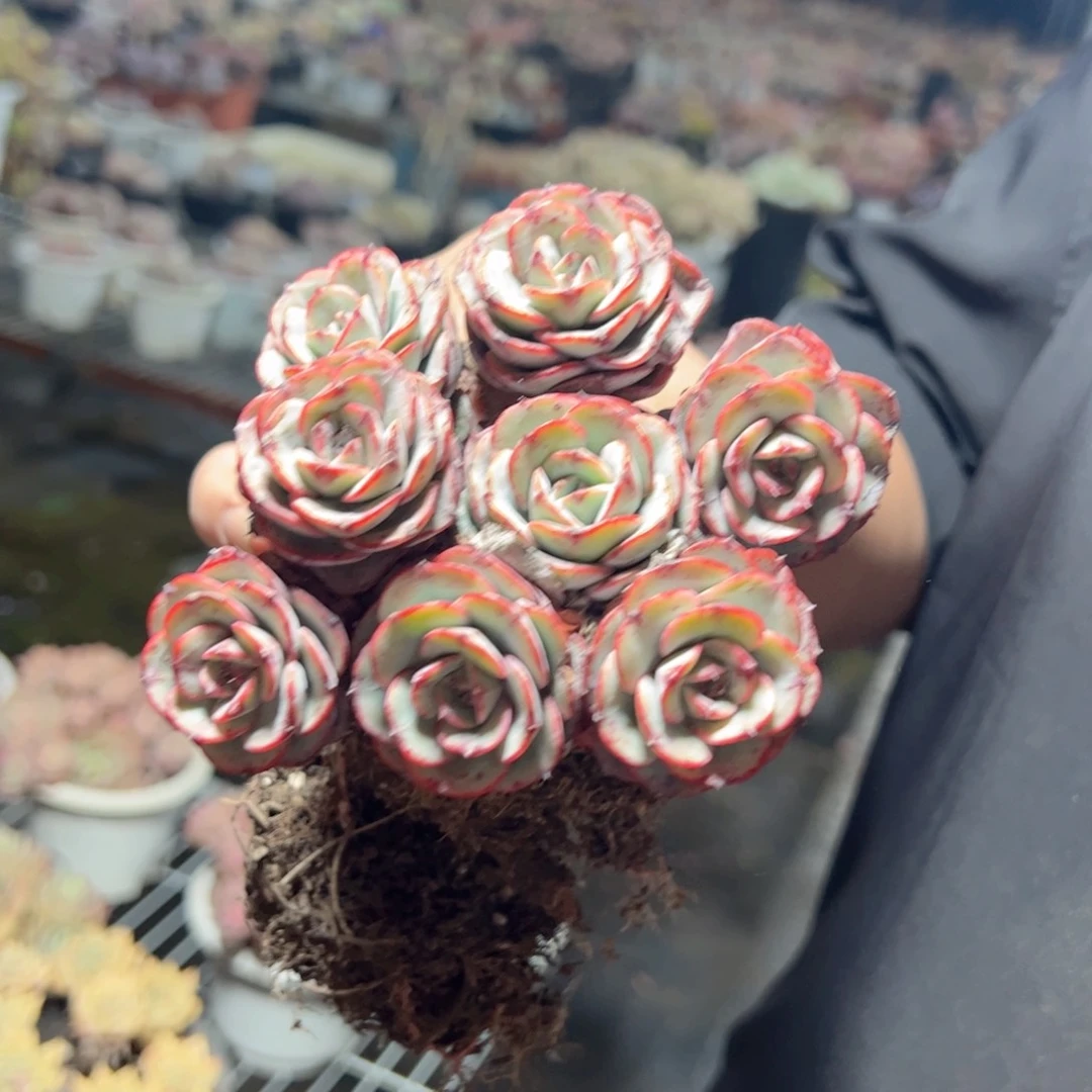 奶油黄桃五头起发