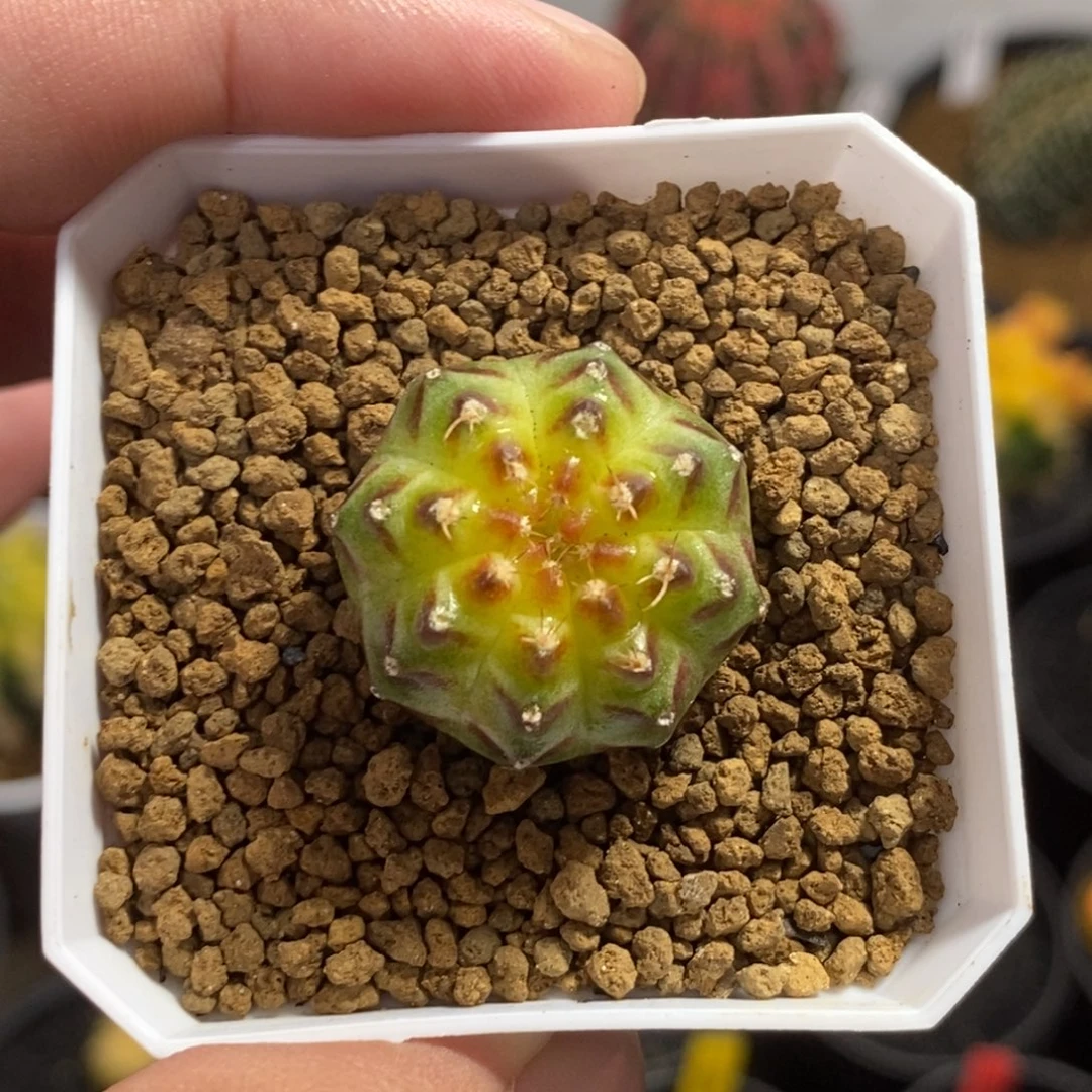 实生轮回—带盆土发货16