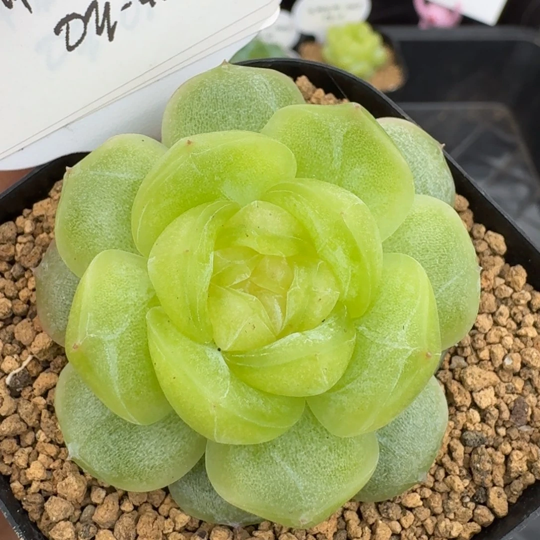 0603-042-追月单头