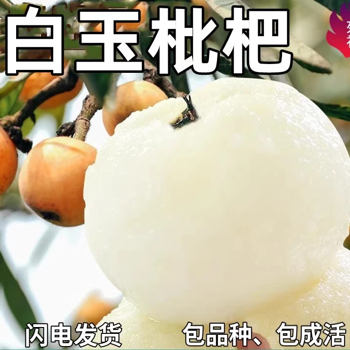 正宗白玉白沙枇杷苗嫁接果树 大五星琵琶特大枇杷树南北方种植