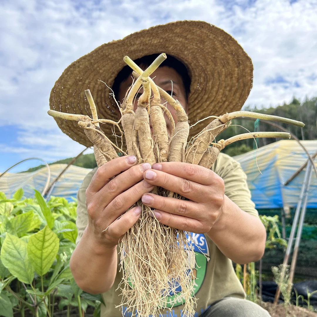 长白山 新鲜人参一斤（22~26根）