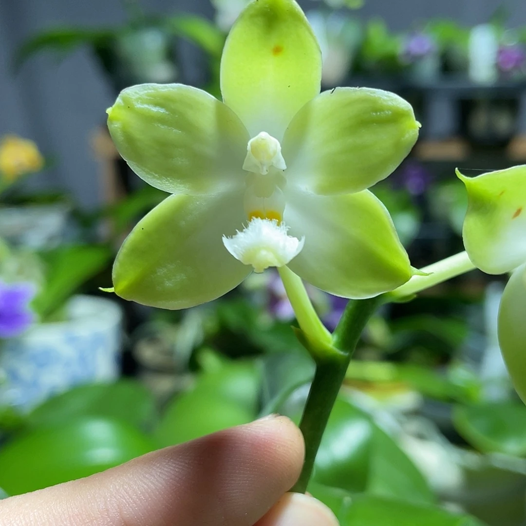 完全开放117叶瑕花期不保