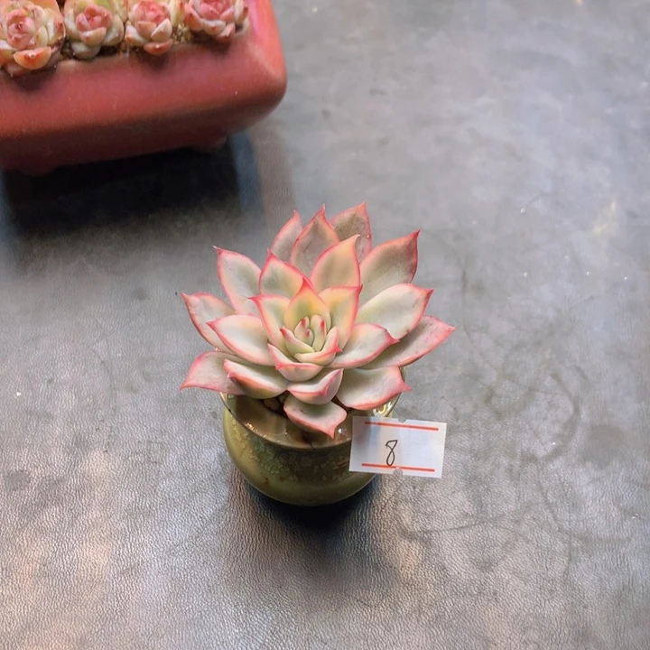 一物一拍满30包邮 8