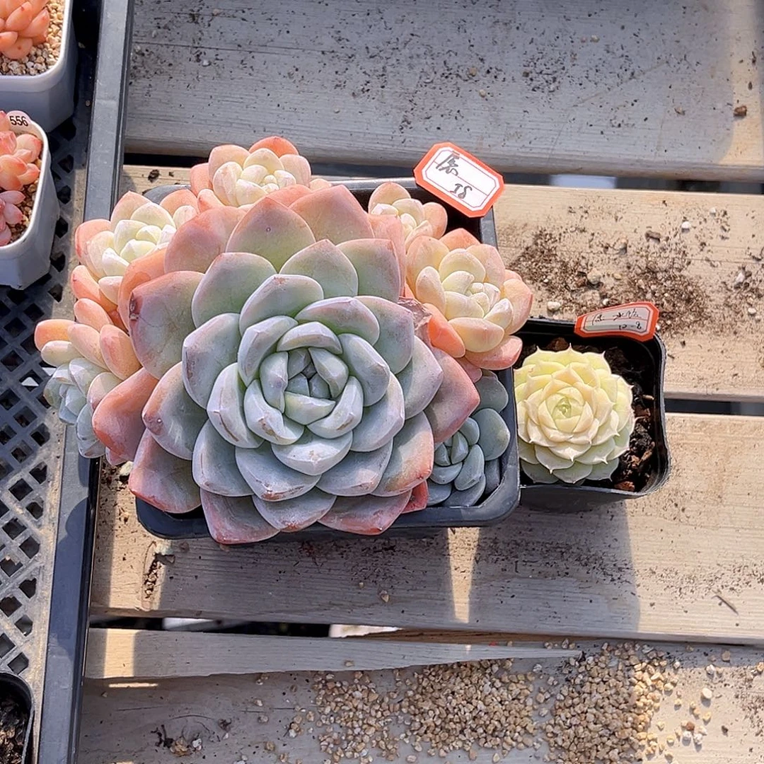 愿***.  557 冰玉和冰饺满18包邮