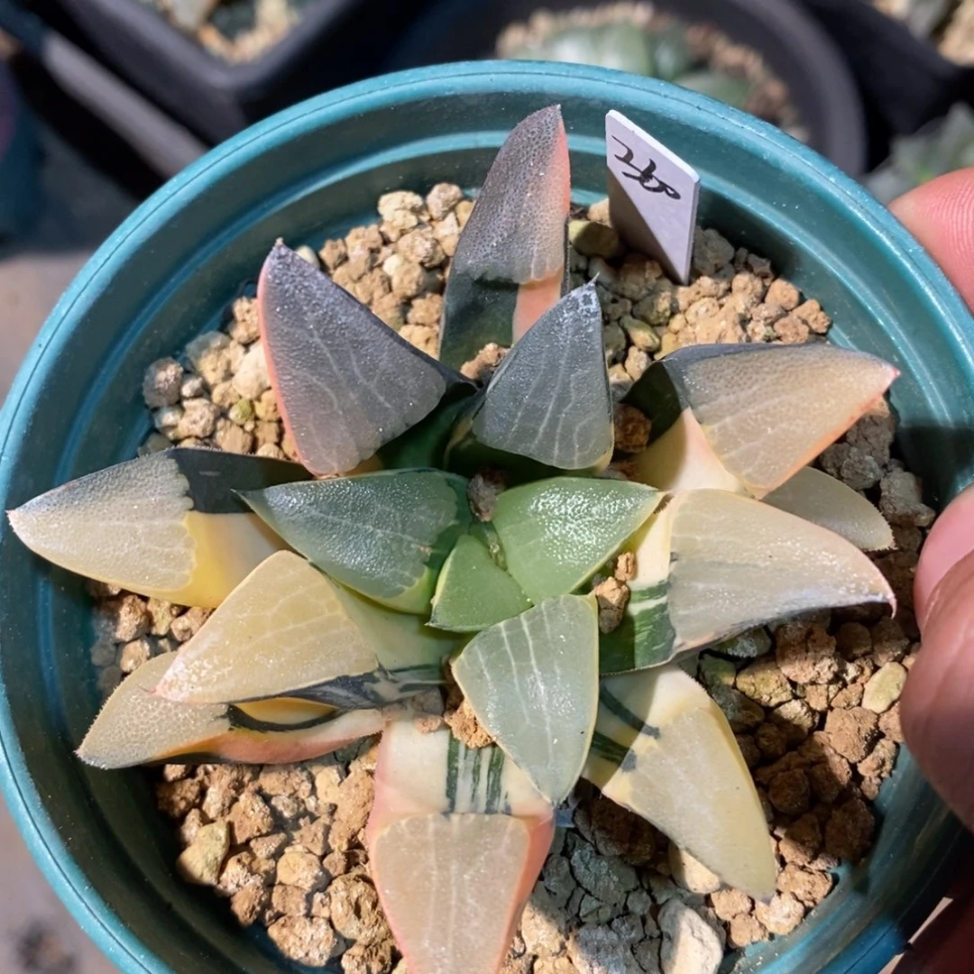 一颗实生克锦 元旦福利