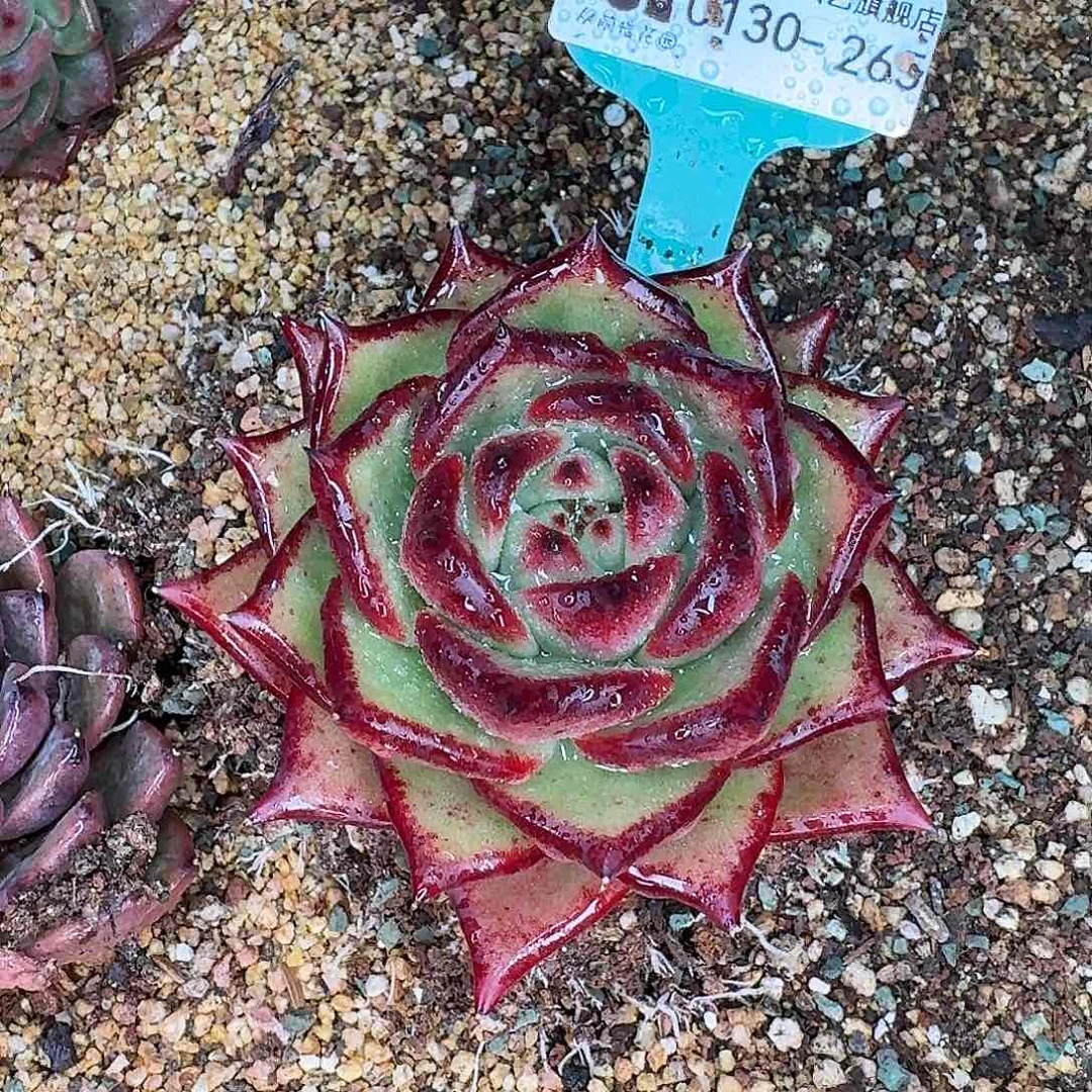 从前慢花园多肉0130-265