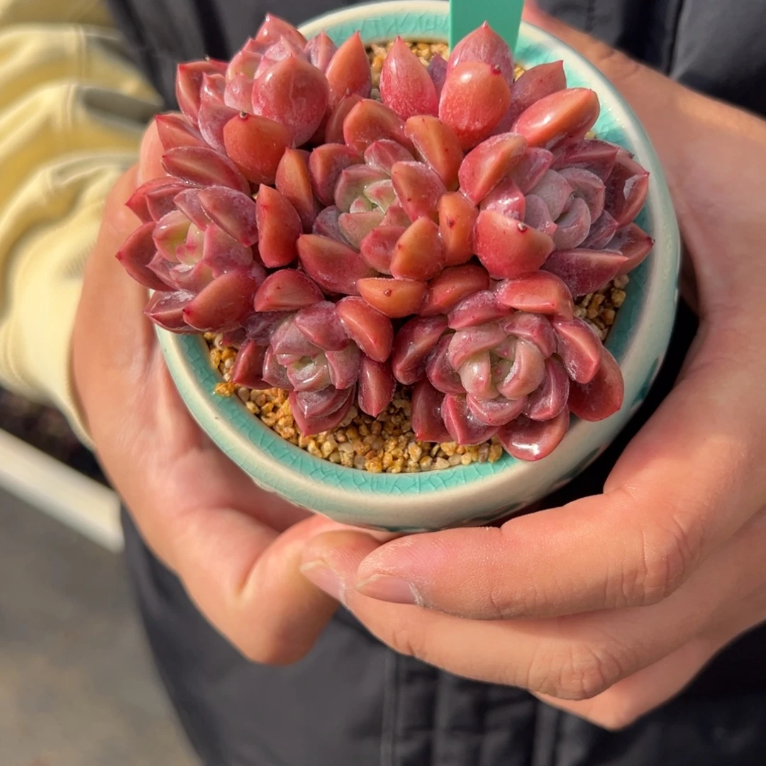 从前慢花园多肉编号1224-90