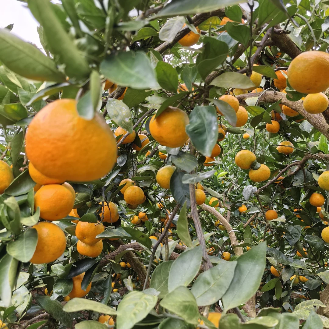 慈利蜜桔香甜多汁新鲜水果