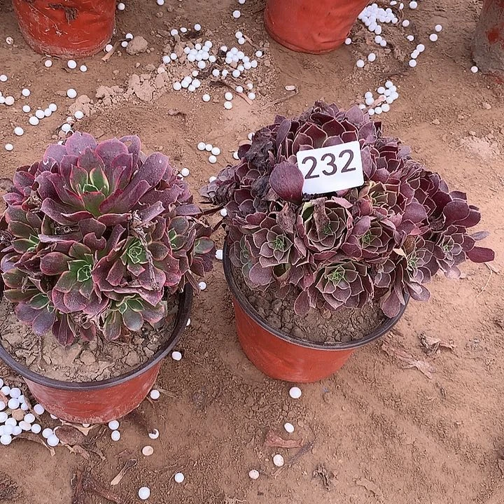 无花朵232安娜➕荷兰南