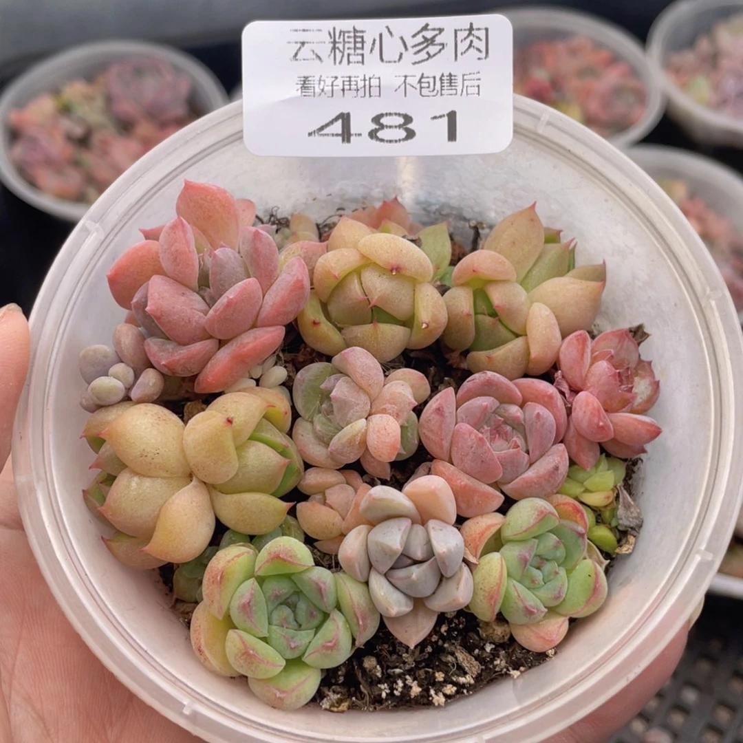 云糖心多肉植物481