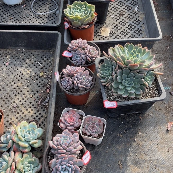 y***u星星橙3颗虎魄两大白鲨