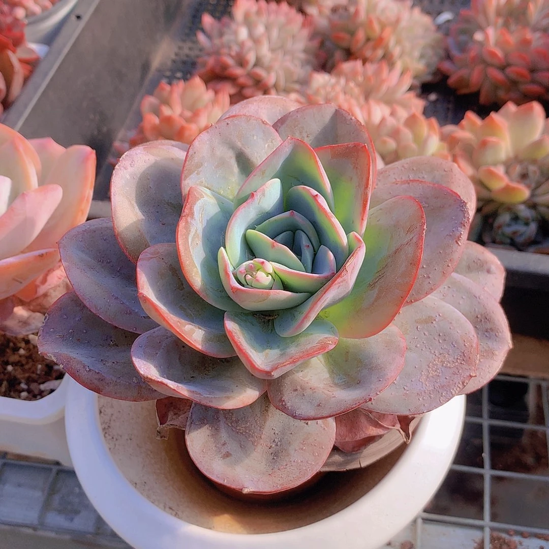 布鲁兰一物一拍45678899000