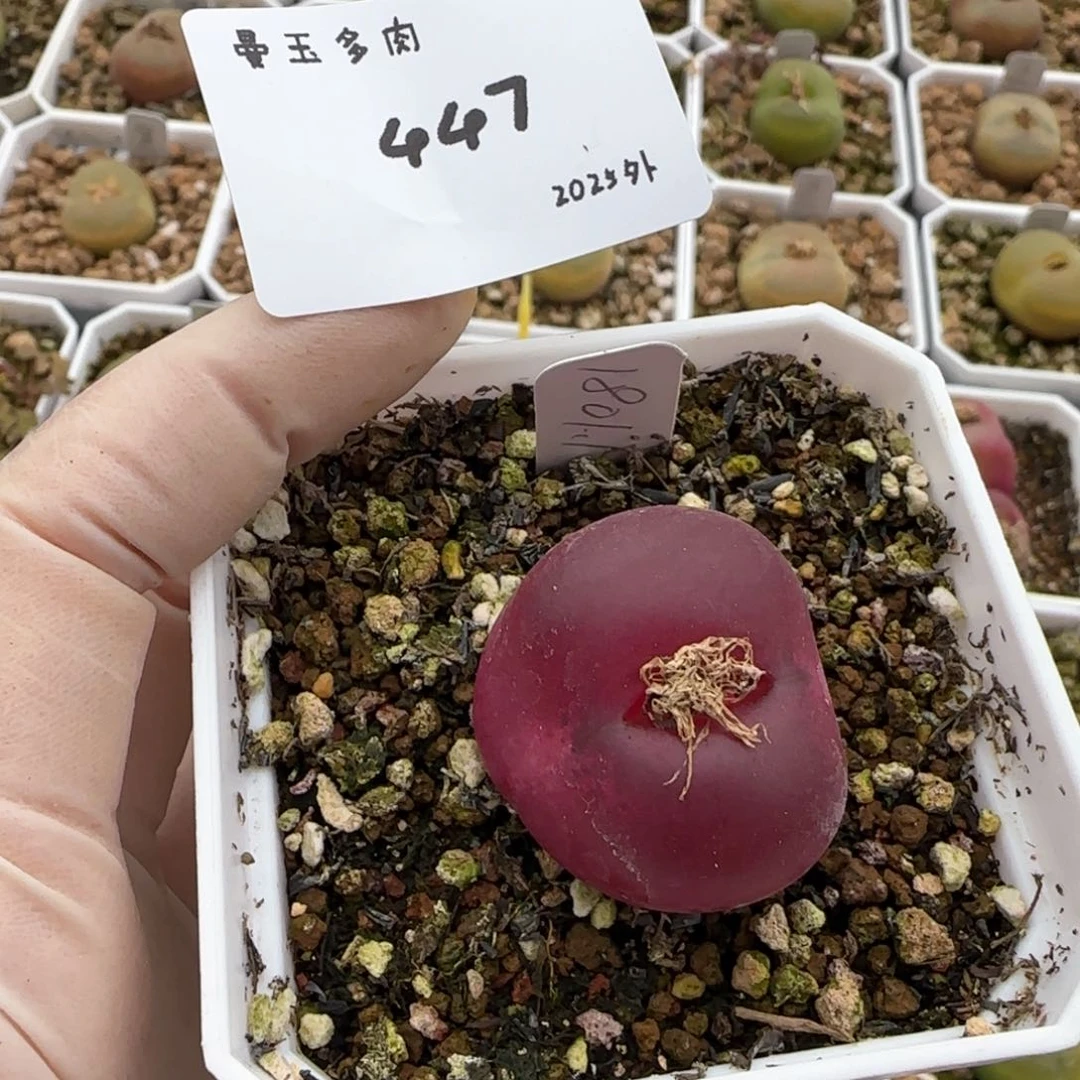 桂*多肉多肉多肉2025-447