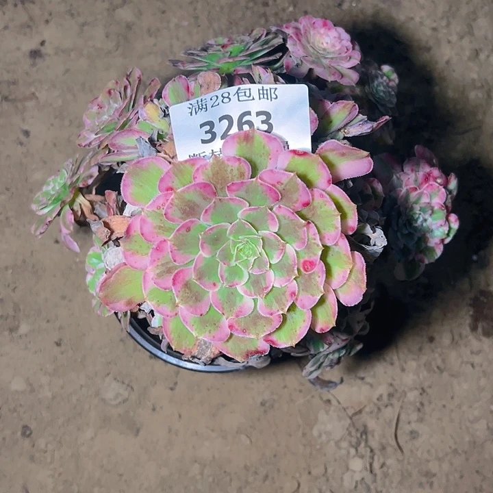 叶***子3263霁月多肉植物保护