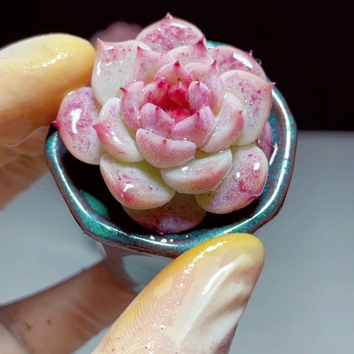 白天鹅样品1颗带盆发货1