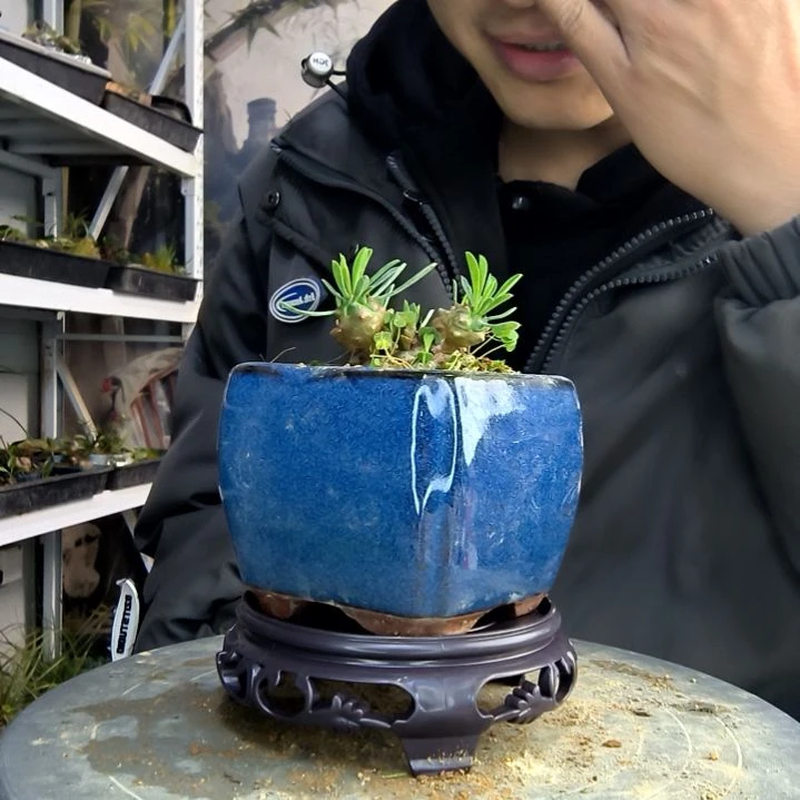 我***有小盆景小植物一物一拍98