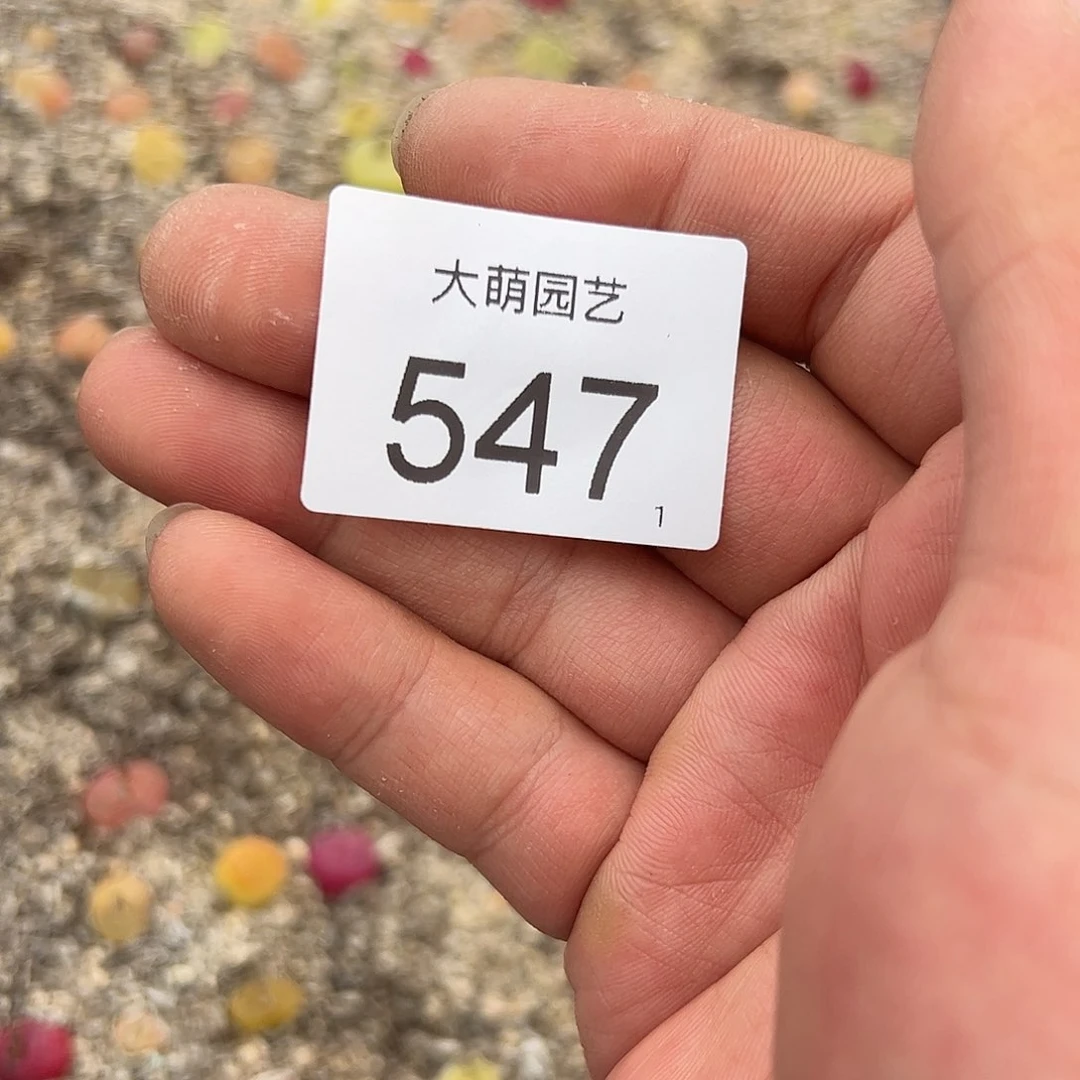 0000547 清框脱土发无售后