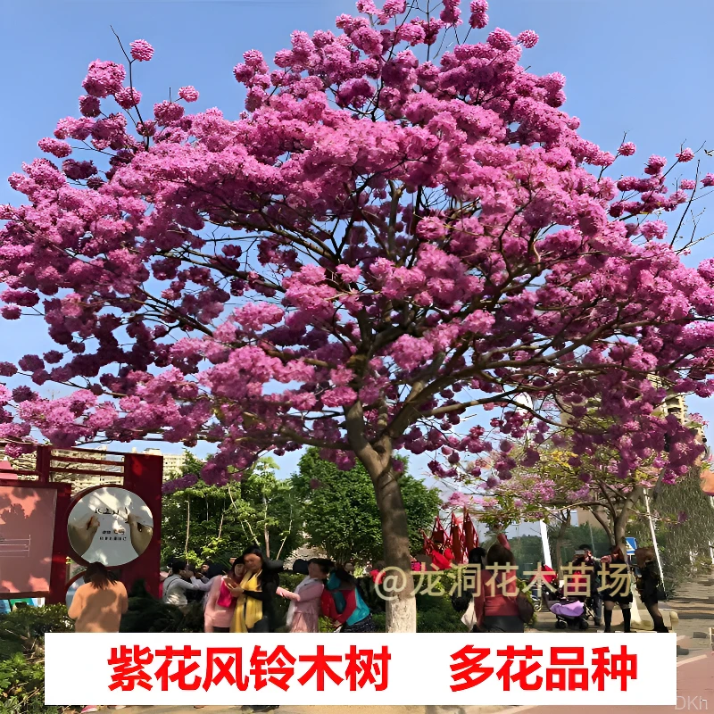 绣球多花巴西紫花风铃木树苗花园庭院绿化冬季名贵风景观赏植物