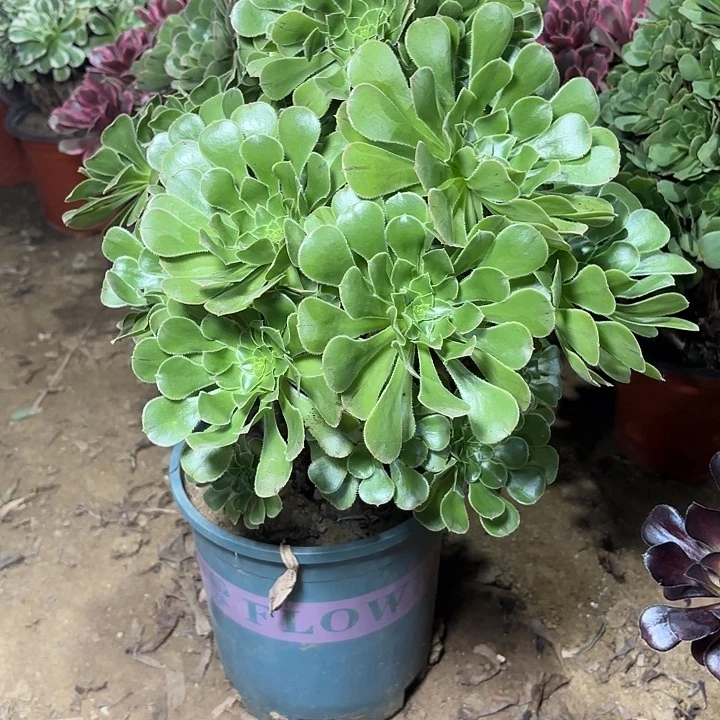 多肉植物原始绿18