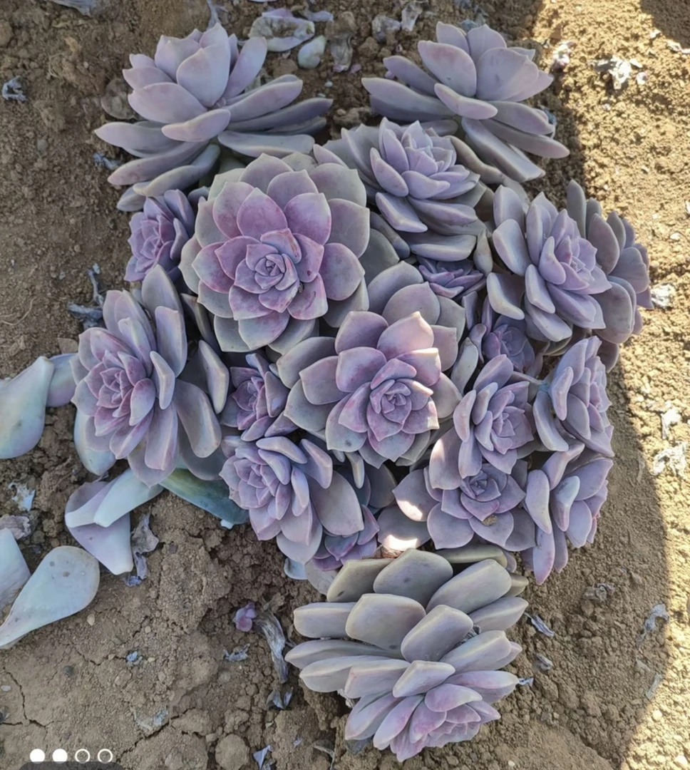 一物一拍30厘米以上大紫乐一颗地栽货，公屏扣尾号小损掉叶不售后