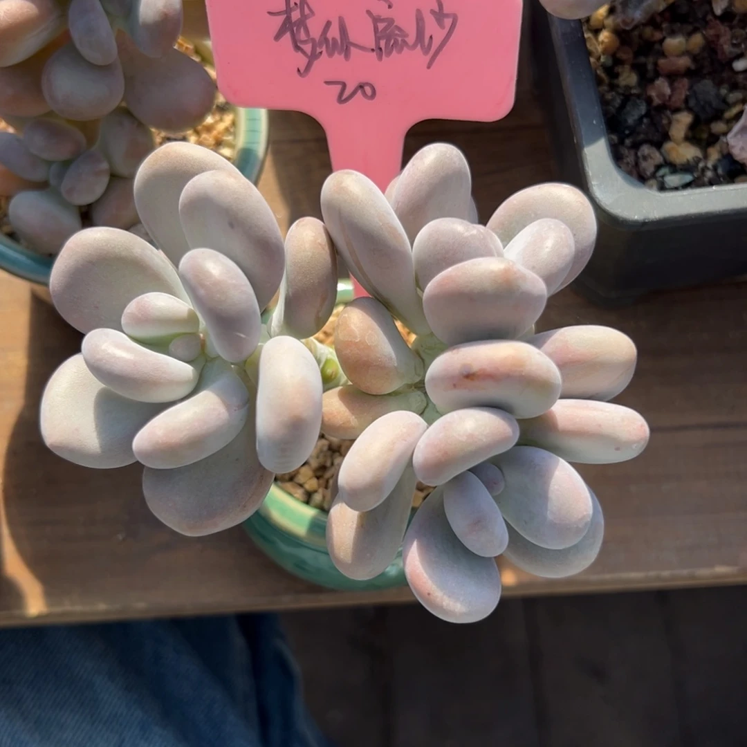 梦***沙奶酪11111111111111