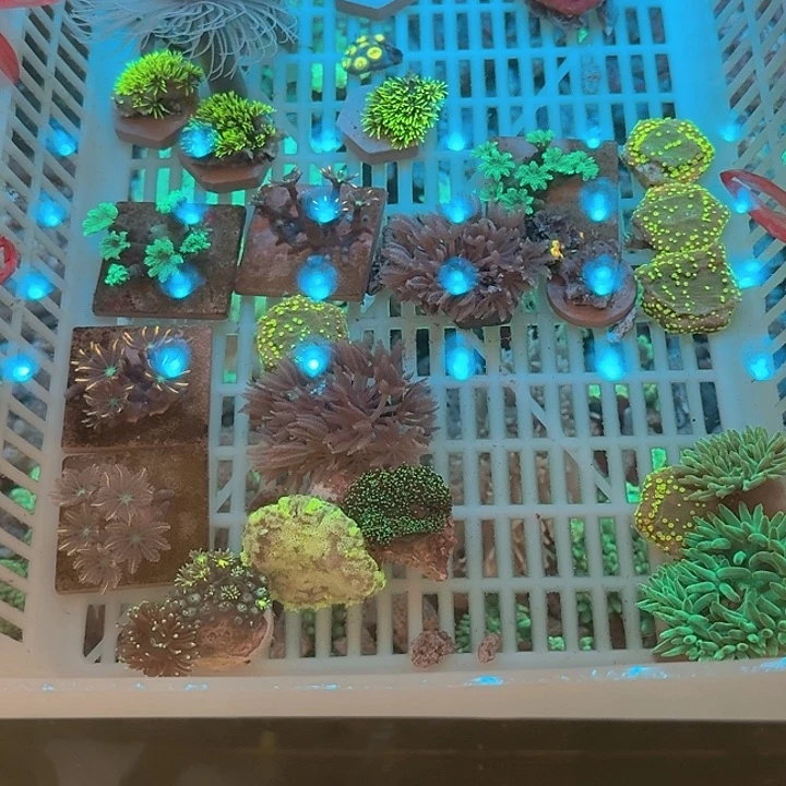 东***师纽扣珊瑚绿叶11111