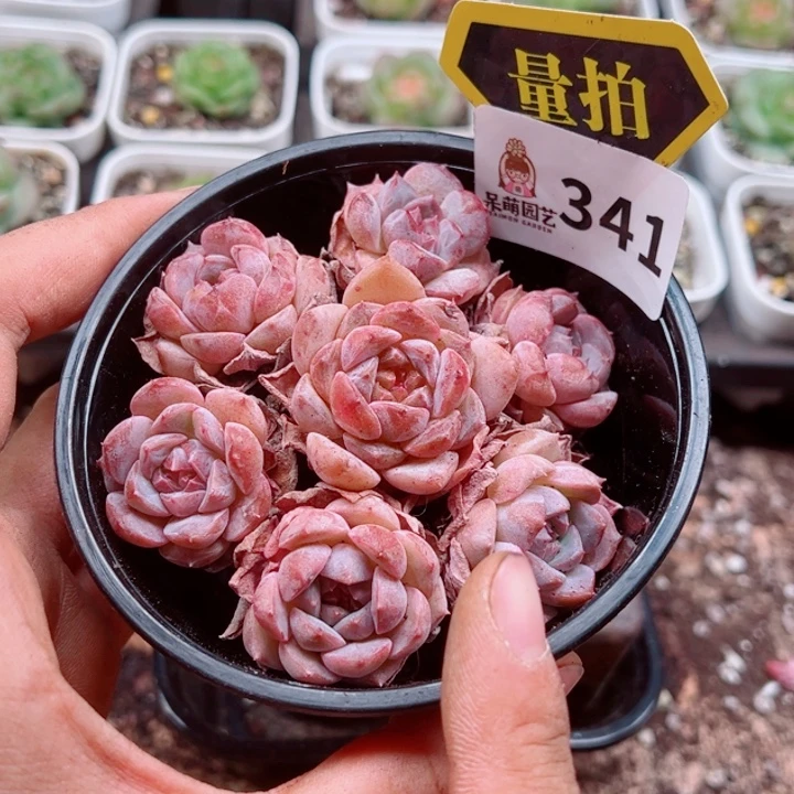 多肉植物多肉植物
