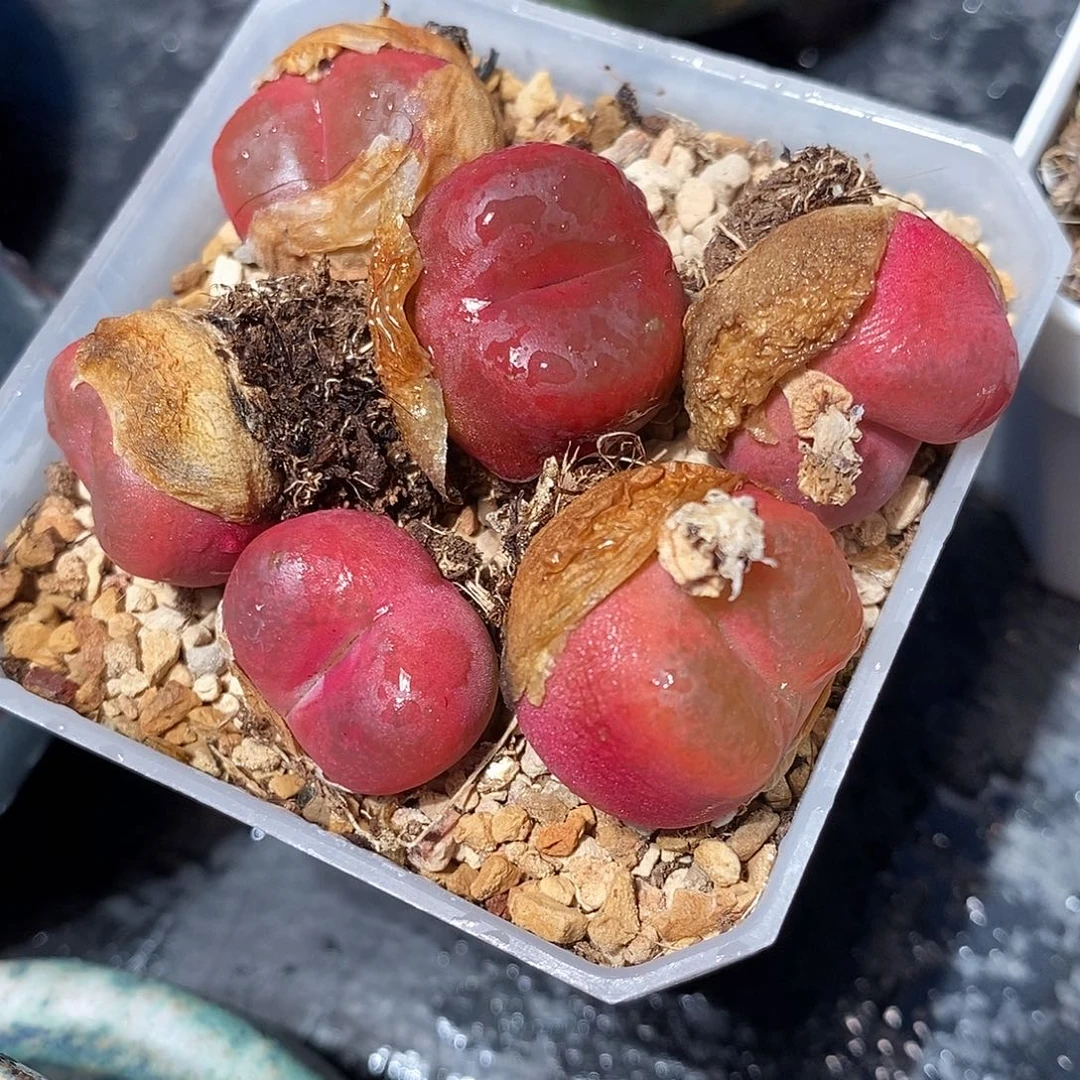 光面红宝石一头。