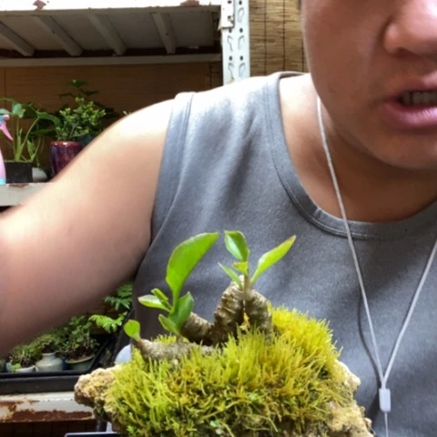 红陶一物一拍所见即所得54