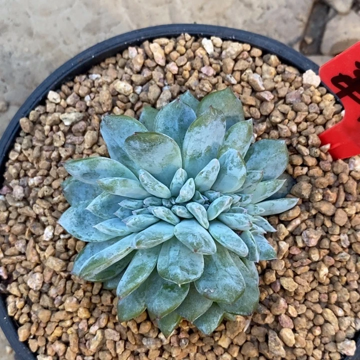 柔***意8888888888888888888