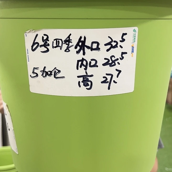 特价6号四季口32高28混色5个无托