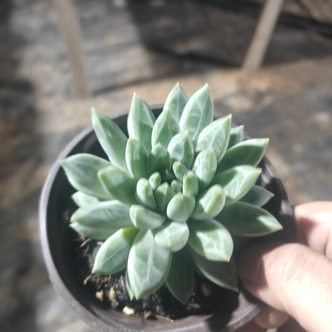 甲骨文青花瓷多肉植物