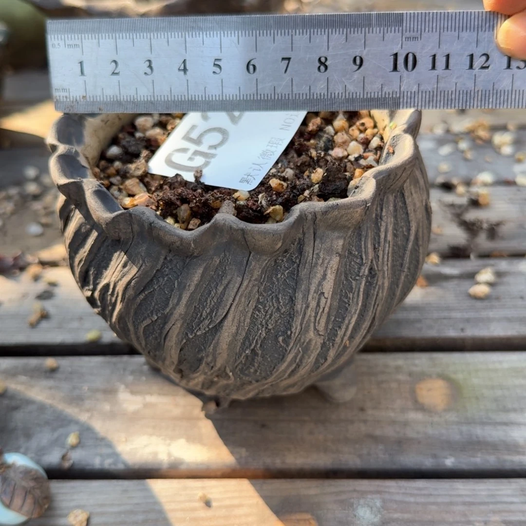 重庆小燕子欢迎大家523