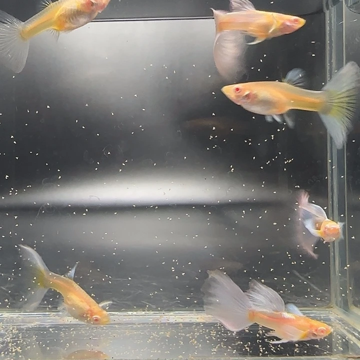 孔雀鱼紫白飞船3对