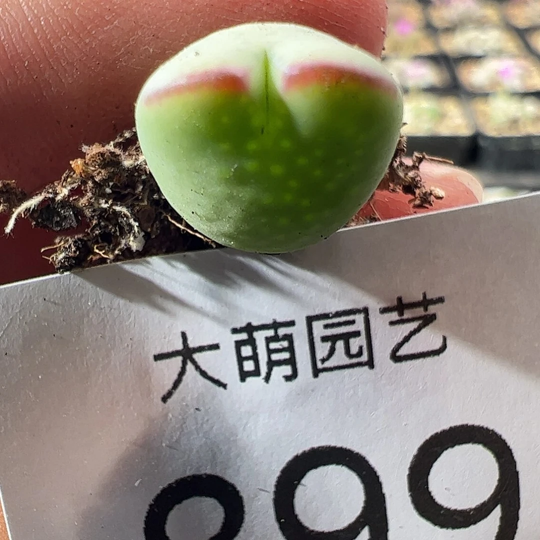 一物一拍正版白花大枪。   899