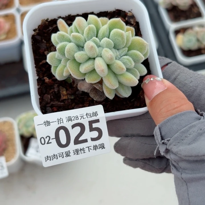雪晃星多肉植物多肉植物