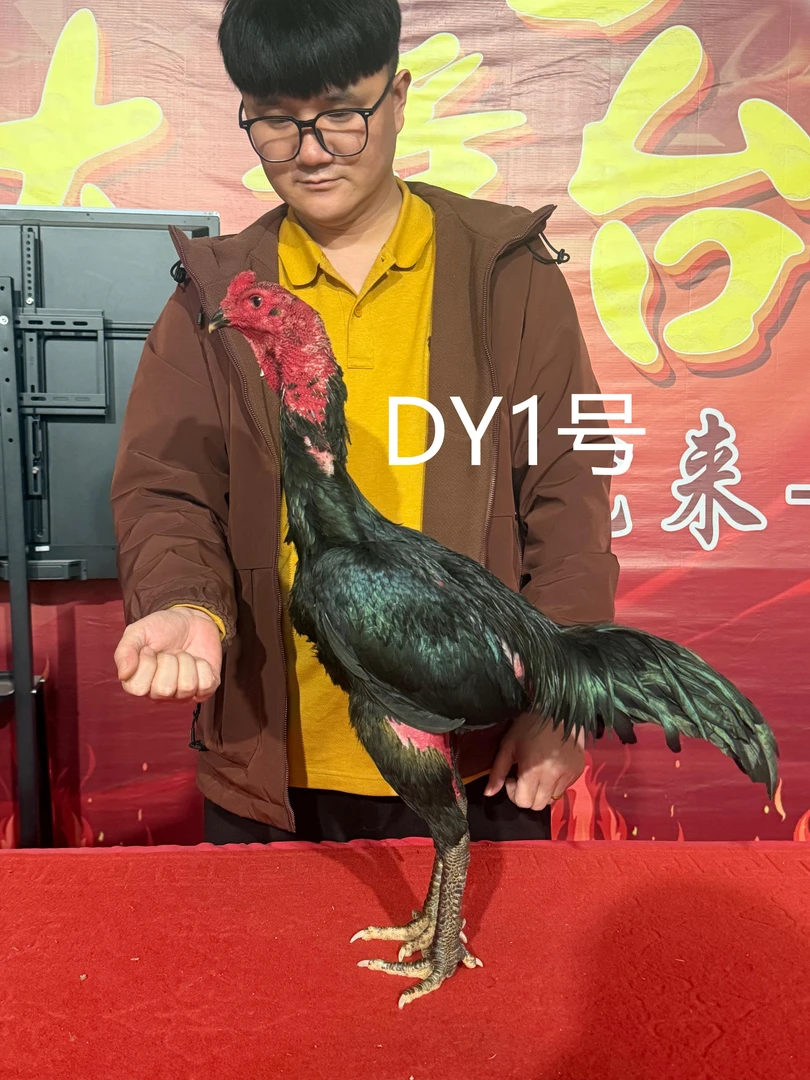 DY1号黑鸡黑腿