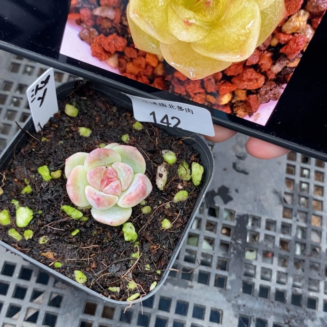 稚**鸢标签142沁玉一个多肉