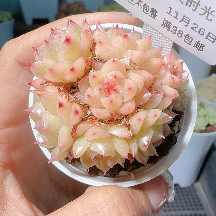 安****1126-163m1-240麦杆