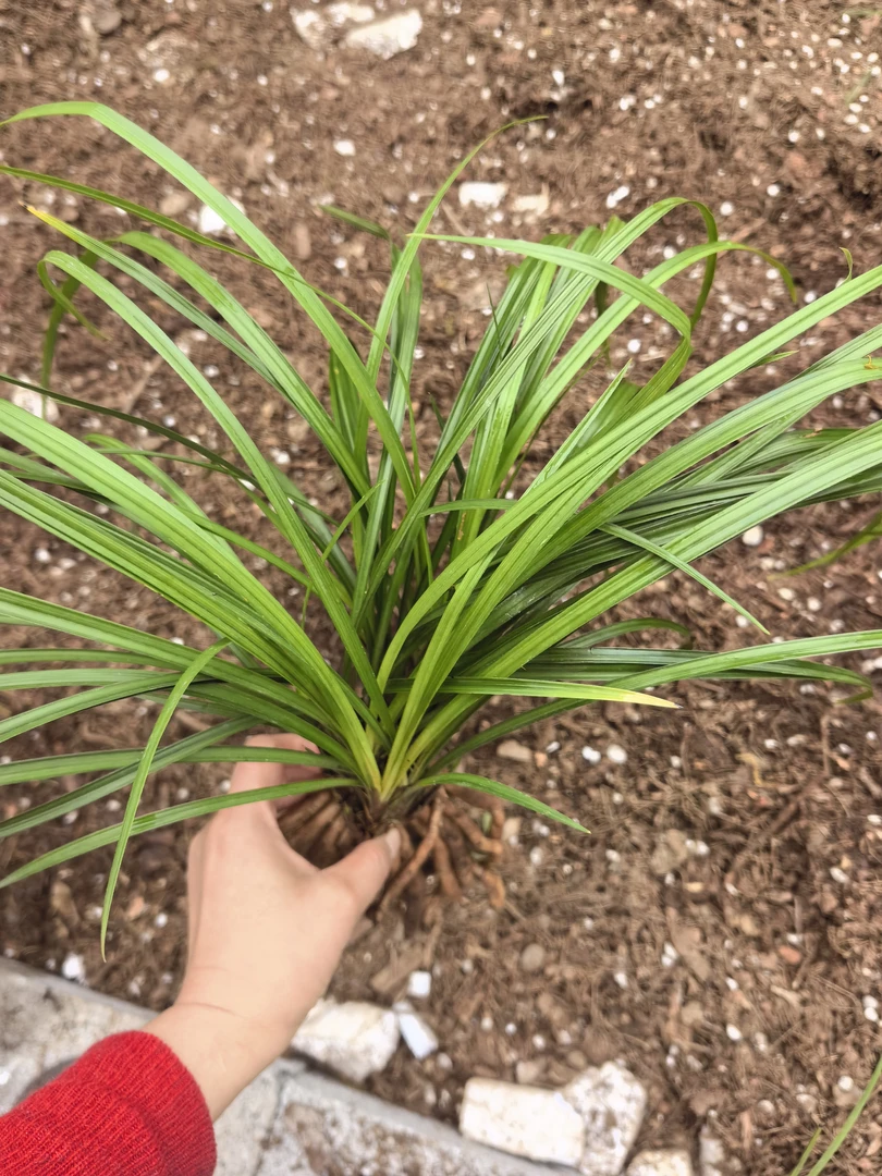 贵州本地兰花，花香色美，颜色亮丽，1苗左右随机发货
