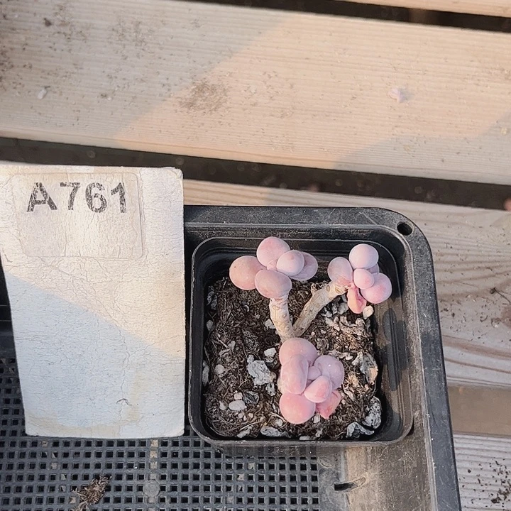 魅761密密麻麻密密麻麻