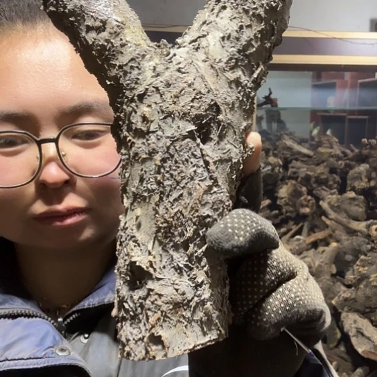 香榧木用****3火琉璃的毛料摆件