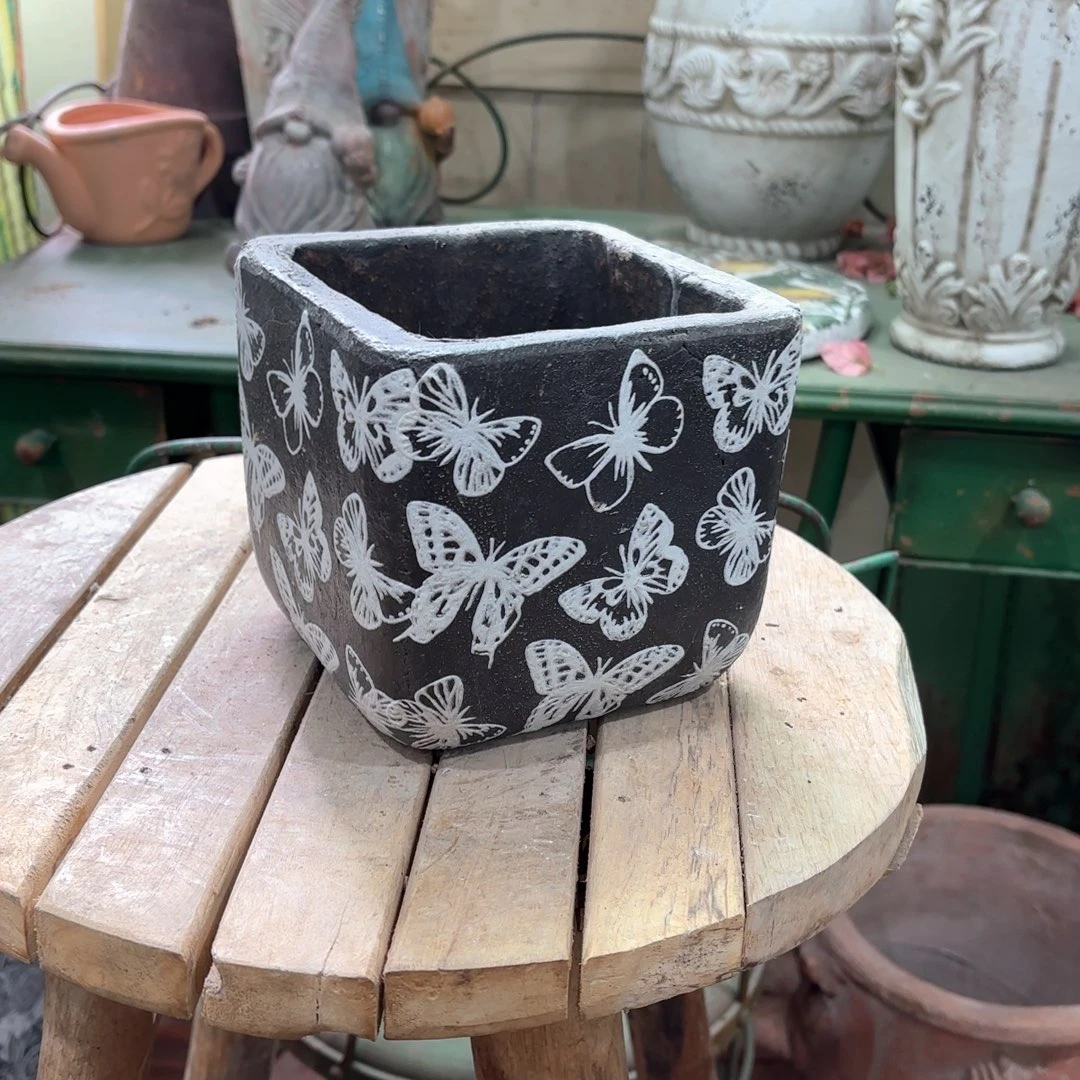 许纯的花房 蝴蝶花盆