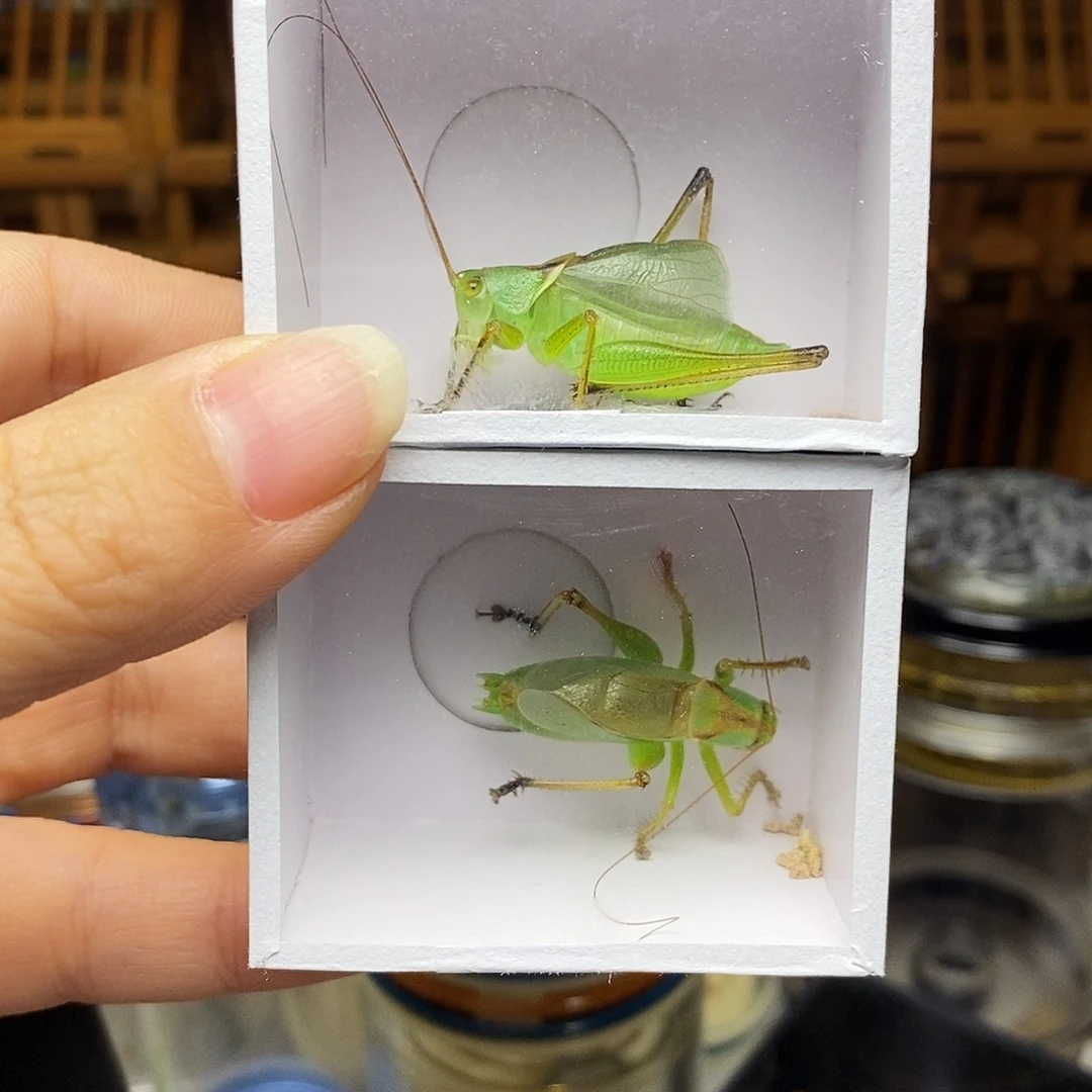 两只大扎嘴哈哈哈哈哈哈哈