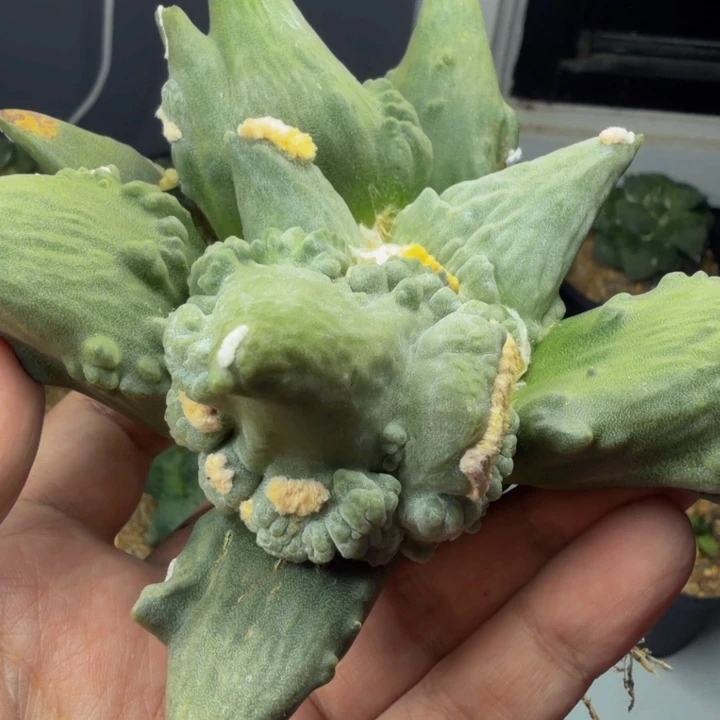 龙形怒奇怪的白龙